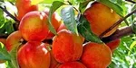 این ۱۴ خوراکی را هرگز در یخچال نگذارید