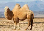 با گرانی سرسام‌آور گوشت و مرغ ، بفرمائید گیاه!