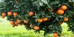 ۶ راهکار یک نماینده برای ساماندهی بازار خودرو