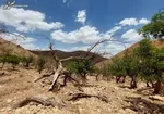 سهمیه مبادلات مرزی هفتگی۴۰۰دلاری برای خانوار‌های سیستان و بلوچستانی