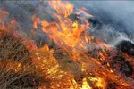 آتش‌سوزی در جنگل؛ این بار جنوب لرستان