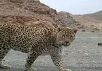 پاسخ به شبهه‌ای درباره نحوه شهادت حسین فهمیده
