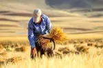 خرید گندم از کشاورزان داخلی: ۵ هزار تومان؛ خرید گندم از کشاورزان خارجی: ۷ هزار تومان