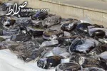 هندوانه را چه زمانی نباید خورد؟؛ زمان مناسب خوردن هندوانه