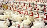 نشانه‌هایی از ورود بحران آب به تهران