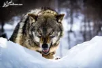 فیلم/ بازی توله خرس با لنز دوربین تله‌ای