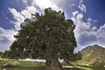 توضیح درباره پرونده «فلک‌الافلاک» و حضور ۳ باستان‌شناس چینی در ماسوله