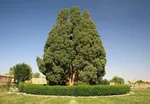 پیرترین درخت شمال کشور کجاست؟ +تصاویر
