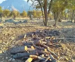 ‌حال جنگل‌های زاگرس خوب نیست ‌