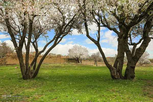 تصاویر/طبیعت بهاری همدان
