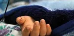 عکس | حضور مخبر در مراسم تشییع سردار غلامعلی رشید