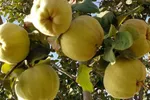 میوه‌ای که شما را زیبا می‌کند