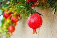 تأثیر شگفت‌انگیز انار بر سلامت قلب