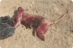 نجات پلنگ بیمار در بشاگرد