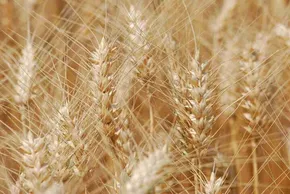 فیلم | آمار دروغ وزارت کشاورزی را به دردسر انداخت