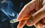 انهدام ۴۱ باند قاچاق مواد مخدر در مازندران
