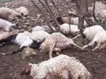 تصادف زنجیره‌ای ۱۰ خودرو در لرستان با ۱۶ مصدوم
