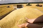 خبر خوش برای گندم‌کاران | قیمت جدید گندم اعلام شد