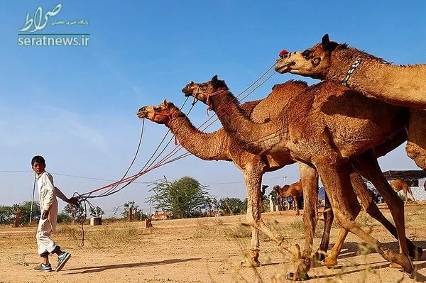 یک پسر در حال بردن شتر به نمایشگاه حیوانات در راجستان هند