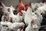 مرغ به مرز ۱۹ هزار تومان رسید