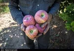 جدول/ قیمت خودرو در بازار/ چانگان ۸ میلیون تومان گران شد