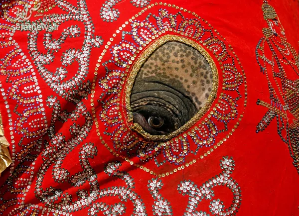 یک فیل نقاب زده در جشنواره ای در کلمبوی سریلانکا