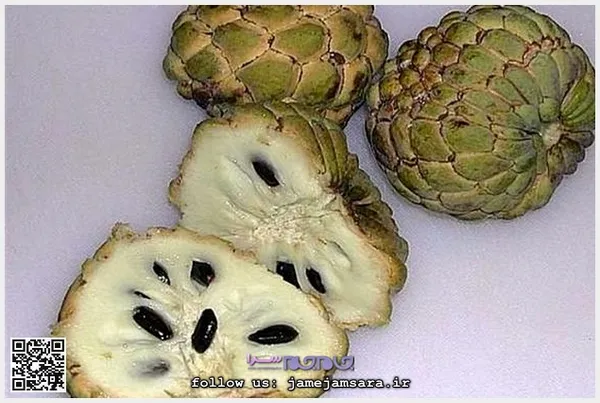 Sugar Apple سیب شکری
زادگاه آن تایلند است و از جمله معروف‌ترین میوه‌های این کشور به شمار می‌آید. پوست آن سفت و محکم، اما طعم آن شیرین است. کالری بسیار بالایی دارد، سرشار از آهن است و به خاطر شباهت آن به سیب به این نام معروف شده است.