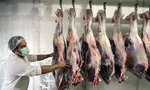  آغاز ثبت سفارش دوباره واردات ذرت دامی از فردا