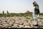 ‌گوسفندان در چنگال پلنگ گرسنه ‌گرفتار شدند +عکس