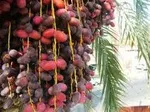 خواب‌های پریشان برای پسته ایرانی!