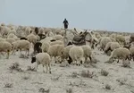 عامل افزایش نرخ گوشت