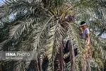 خواب‌های پریشان برای پسته ایرانی!