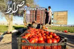 قیمت گوجه‌فرنگی ارزان شد
