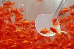 کاهش بیماری‌های قلبی با کمک رژیم مدیترانه‌ای