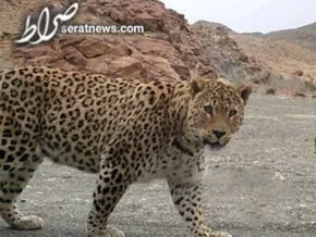 فیلم / تصاویری از گشت و گذار پلنگ ایرانی در منطقه حفاظت شده سبزکوه