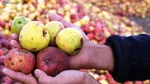 میوه‌های نوبرانه در میادین ارزان‌تر از سطح شهر است