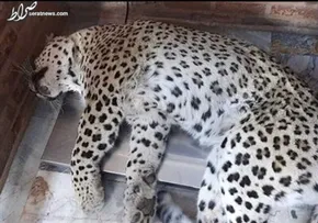 فیلم / تصاویری از گشت و گذار پلنگ ایرانی در منطقه حفاظت شده سبزکوه