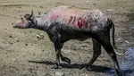 مراقب «لبنیات سنتی»‌ها باشید