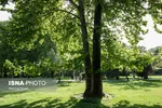 پیش‌بینی وزش باد شدید در تهران