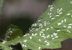خوزستان آخر هفته بالای ۵۰ درجه می‌رود