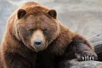 برنامه هلال احمر برای واکسیناسیون اتباع و راهپیمایی اربعین