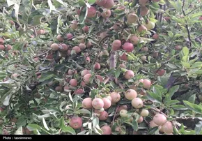 عکس/ پرورش گوجه‌ فرنگی سیاه رنگ