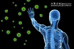 سیستم ایمنی بدن چگونه شکل می‌گیرد؟