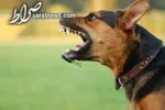 سریال تلخ و تکراری حمله سگ‌های ولگرد این بار به کودک ۱۰ ساله