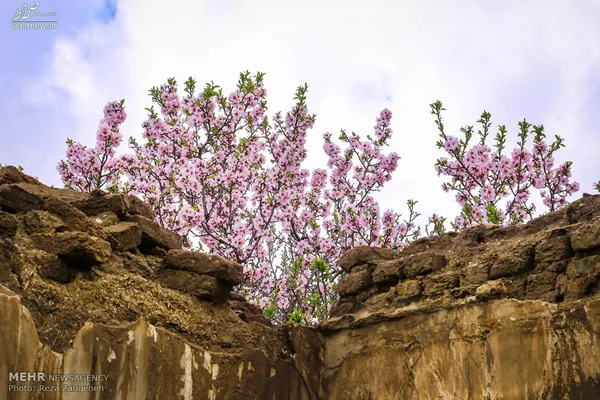تصاویر/طبیعت بهاری همدان