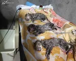 امکان بارداری مجدد ماده یوز ایرانی وجود دارد