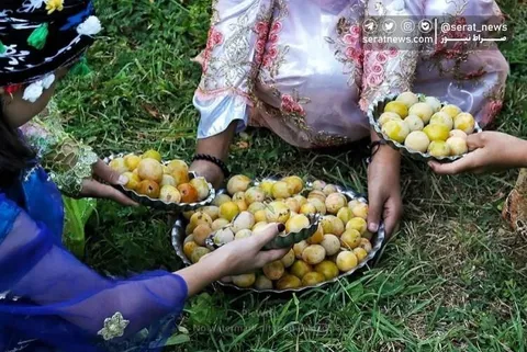 تصاویر | جشن برداشت آلو