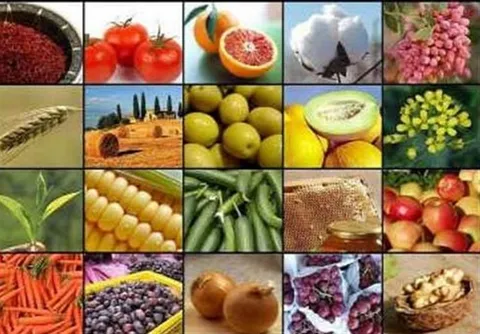 ممنوعیت صادرات ۱۱ قلم کالای کشاورزی برداشته شد| فهرست جدید ابلاغ شد