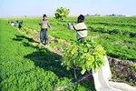فردا آخرین مهلت ثبت‌نام کارشناسی علمی‌کاربردی
