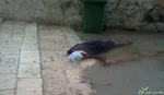 شهادت محافظ احمدی‌نژاد درسوریه +عکس